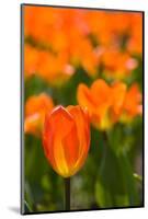 Close-up of Tulip flowers, Niagara Falls, Canada-null-Mounted Photographic Print