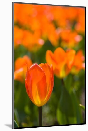 Close-up of Tulip flowers, Niagara Falls, Canada-null-Mounted Photographic Print