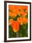 Close-up of Tulip flowers, Niagara Falls, Canada-null-Framed Photographic Print