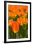 Close-up of Tulip flowers, Niagara Falls, Canada-null-Framed Premium Photographic Print