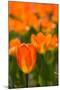 Close-up of Tulip flowers, Niagara Falls, Canada-null-Mounted Premium Photographic Print