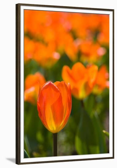 Close-up of Tulip flowers, Niagara Falls, Canada-null-Framed Premium Photographic Print