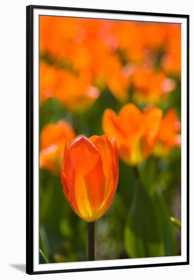 Close-up of Tulip flowers, Niagara Falls, Canada-null-Framed Premium Photographic Print