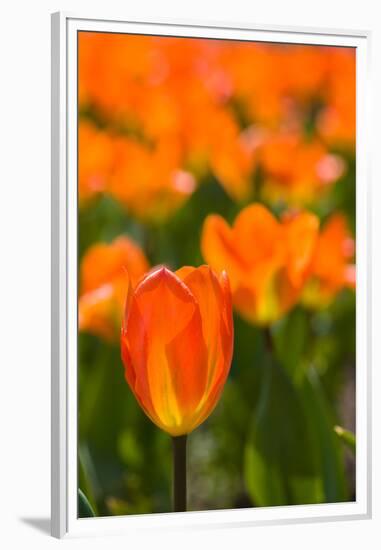 Close-up of Tulip flowers, Niagara Falls, Canada-null-Framed Premium Photographic Print