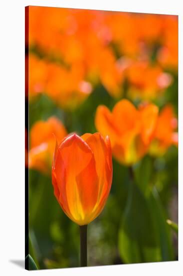 Close-up of Tulip flowers, Niagara Falls, Canada-null-Stretched Canvas