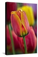 Close-Up of Tulip Flowers, Winterthur Gardens, Delaware, USA-null-Stretched Canvas