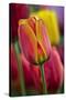 Close-Up of Tulip Flowers, Winterthur Gardens, Delaware, USA-null-Stretched Canvas