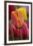 Close-Up of Tulip Flowers, Winterthur Gardens, Delaware, USA-null-Framed Premium Photographic Print