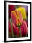 Close-Up of Tulip Flowers, Winterthur Gardens, Delaware, USA-null-Framed Premium Photographic Print