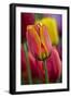 Close-Up of Tulip Flowers, Winterthur Gardens, Delaware, USA-null-Framed Photographic Print
