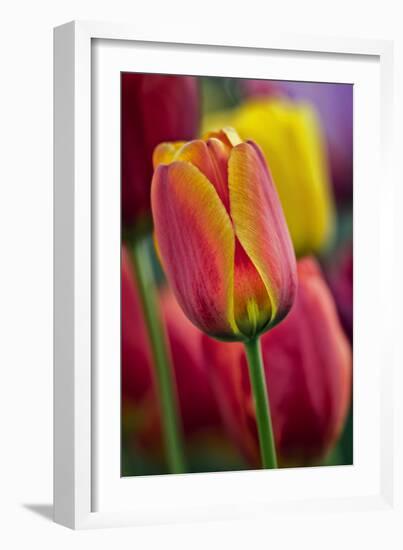 Close-Up of Tulip Flowers, Winterthur Gardens, Delaware, USA-null-Framed Photographic Print