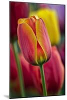 Close-Up of Tulip Flowers, Winterthur Gardens, Delaware, USA-null-Mounted Photographic Print