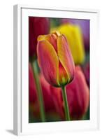 Close-Up of Tulip Flowers, Winterthur Gardens, Delaware, USA-null-Framed Photographic Print