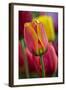 Close-Up of Tulip Flowers, Winterthur Gardens, Delaware, USA-null-Framed Photographic Print