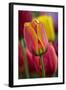 Close-Up of Tulip Flowers, Winterthur Gardens, Delaware, USA-null-Framed Photographic Print