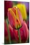 Close-Up of Tulip Flowers, Winterthur Gardens, Delaware, USA-null-Mounted Photographic Print