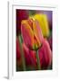 Close-Up of Tulip Flowers, Winterthur Gardens, Delaware, USA-null-Framed Photographic Print