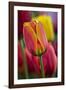 Close-Up of Tulip Flowers, Winterthur Gardens, Delaware, USA-null-Framed Photographic Print