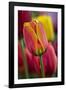 Close-Up of Tulip Flowers, Winterthur Gardens, Delaware, USA-null-Framed Photographic Print