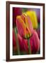 Close-Up of Tulip Flowers, Winterthur Gardens, Delaware, USA-null-Framed Photographic Print