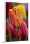 Close-Up of Tulip Flowers, Winterthur Gardens, Delaware, USA-null-Framed Photographic Print