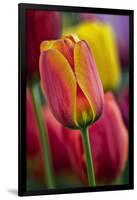 Close-Up of Tulip Flowers, Winterthur Gardens, Delaware, USA-null-Framed Photographic Print