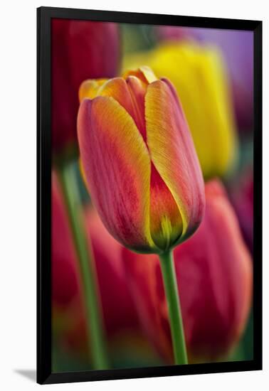 Close-Up of Tulip Flowers, Winterthur Gardens, Delaware, USA-null-Framed Photographic Print