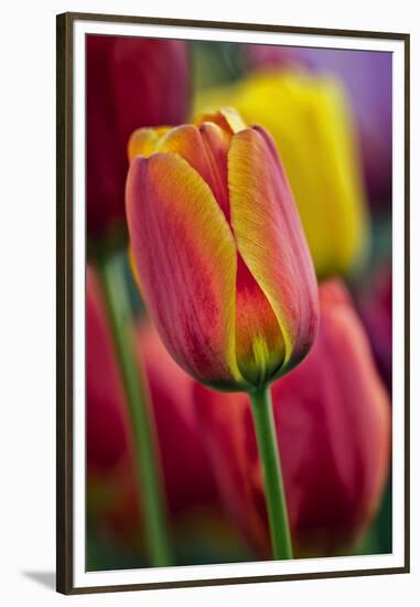 Close-Up of Tulip Flowers, Winterthur Gardens, Delaware, USA-null-Framed Premium Photographic Print