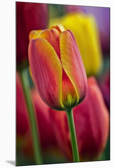 Close-Up of Tulip Flowers, Winterthur Gardens, Delaware, USA-null-Mounted Premium Photographic Print