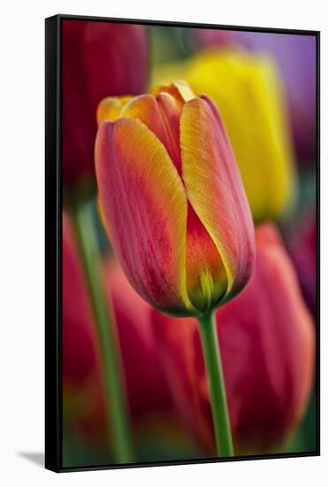 Close-Up of Tulip Flowers, Winterthur Gardens, Delaware, USA-null-Framed Stretched Canvas