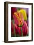 Close-Up of Tulip Flowers, Winterthur Gardens, Delaware, USA-null-Framed Photographic Print