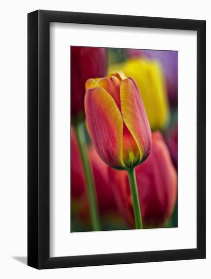 Close-Up of Tulip Flowers, Winterthur Gardens, Delaware, USA-null-Framed Photographic Print