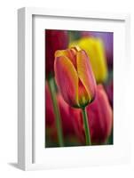 Close-Up of Tulip Flowers, Winterthur Gardens, Delaware, USA-null-Framed Photographic Print