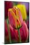 Close-Up of Tulip Flowers, Winterthur Gardens, Delaware, USA-null-Mounted Photographic Print