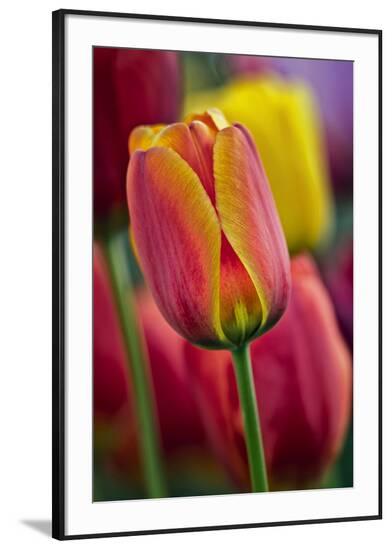 Framed Photographic Print, , large