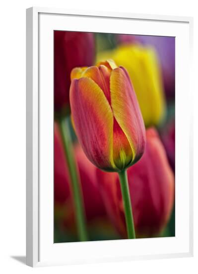Framed Photographic Print, , large