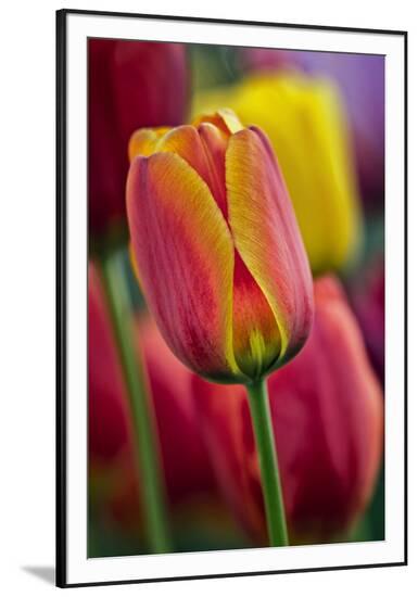 Framed Photographic Print, , large
