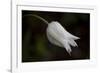 Close-up of Tulip with dew drops, Hope, Knox County, Maine, USA-Panoramic Images-Framed Photographic Print