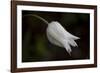 Close-up of Tulip with dew drops, Hope, Knox County, Maine, USA-Panoramic Images-Framed Photographic Print