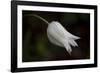 Close-up of Tulip with dew drops, Hope, Knox County, Maine, USA-Panoramic Images-Framed Photographic Print