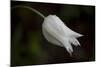 Close-up of Tulip with dew drops, Hope, Knox County, Maine, USA-Panoramic Images-Mounted Photographic Print