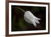 Close-up of Tulip with dew drops, Hope, Knox County, Maine, USA-Panoramic Images-Framed Photographic Print