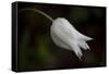 Close-up of Tulip with dew drops, Hope, Knox County, Maine, USA-Panoramic Images-Framed Stretched Canvas