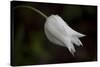 Close-up of Tulip with dew drops, Hope, Knox County, Maine, USA-Panoramic Images-Stretched Canvas