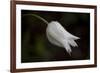 Close-up of Tulip with dew drops, Hope, Knox County, Maine, USA-Panoramic Images-Framed Photographic Print