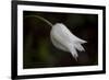 Close-up of Tulip with dew drops, Hope, Knox County, Maine, USA-Panoramic Images-Framed Photographic Print