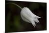 Close-up of Tulip with dew drops, Hope, Knox County, Maine, USA-Panoramic Images-Mounted Photographic Print