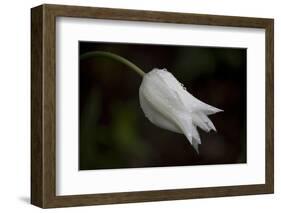 Close-up of Tulip with dew drops, Hope, Knox County, Maine, USA-Panoramic Images-Framed Photographic Print