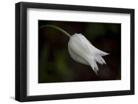 Close-up of Tulip with dew drops, Hope, Knox County, Maine, USA-Panoramic Images-Framed Photographic Print