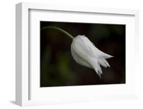 Close-up of Tulip with dew drops, Hope, Knox County, Maine, USA-Panoramic Images-Framed Photographic Print